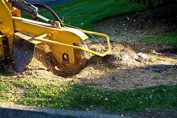 Best Large Tree Removal  in Villa Hills, KY